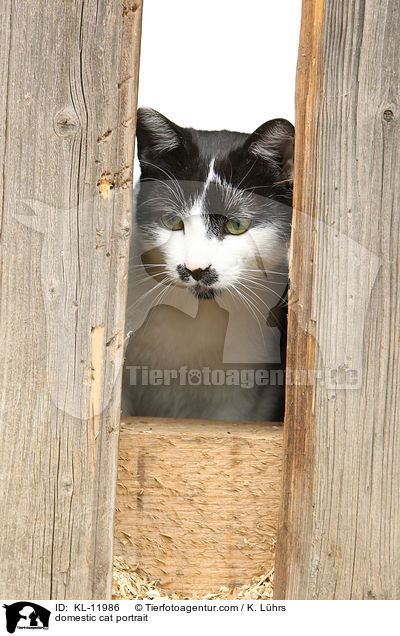 domestic cat portrait / KL-11986