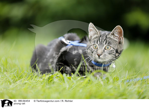 young cat / RR-56454