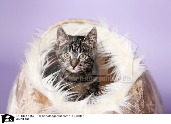 young cat / RR-56457