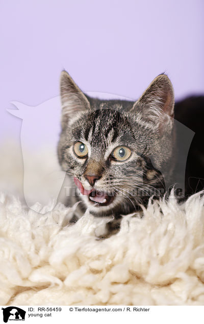 young cat / RR-56459