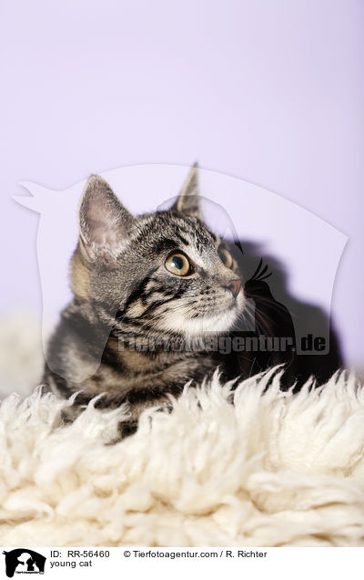 young cat / RR-56460