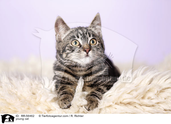 young cat / RR-56462