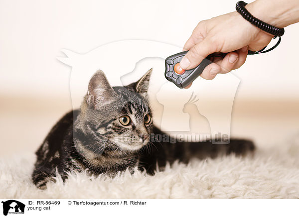 junge Katze / young cat / RR-56469
