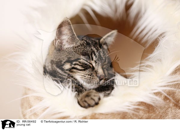 young cat / RR-56492