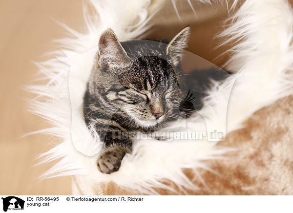 young cat / RR-56495