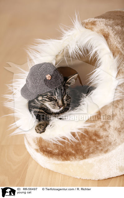 young cat / RR-56497