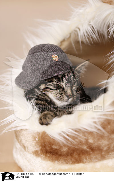 young cat / RR-56498