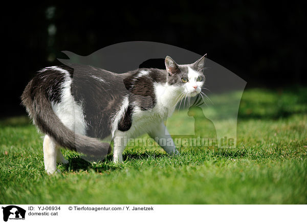 domestic cat / YJ-06934