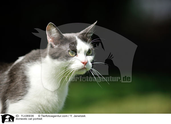 domestic cat portrait / YJ-06936