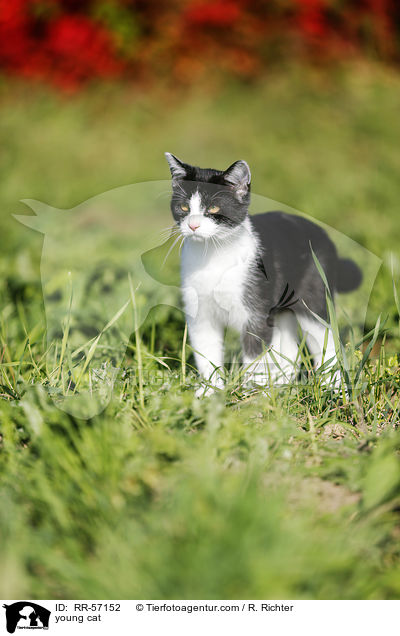 young cat / RR-57152