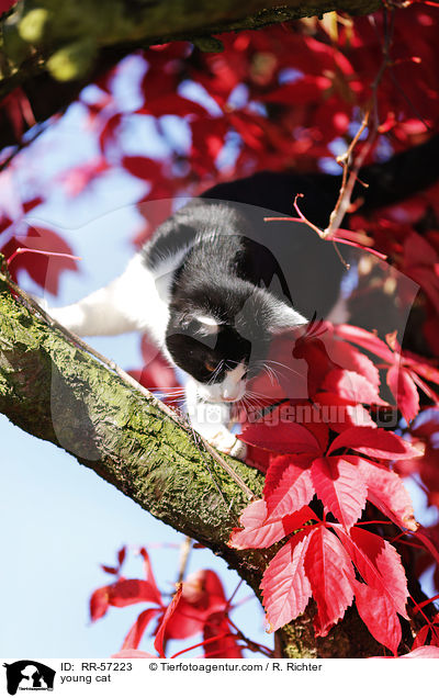 young cat / RR-57223