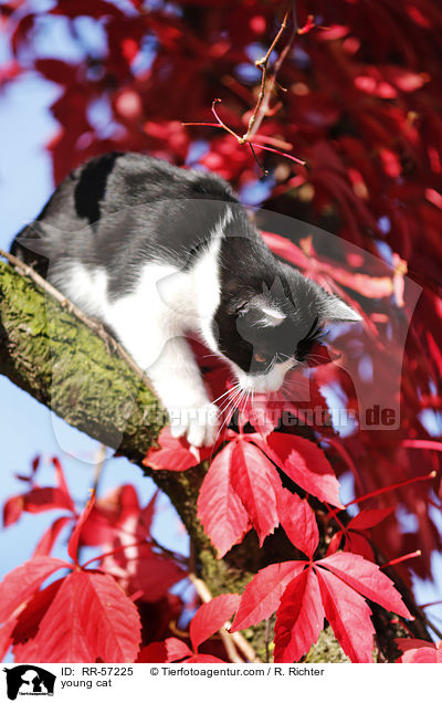 young cat / RR-57225