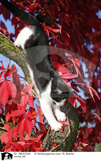 young cat / RR-57226