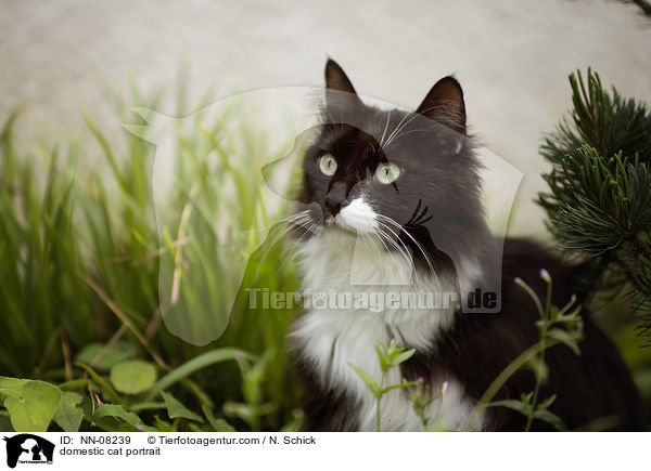 domestic cat portrait / NN-08239