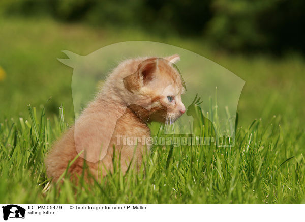sitting kitten / PM-05479