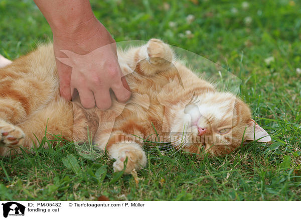 fondling a cat / PM-05482