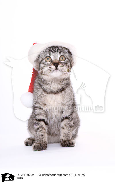 Ktzchen / kitten / JH-20326