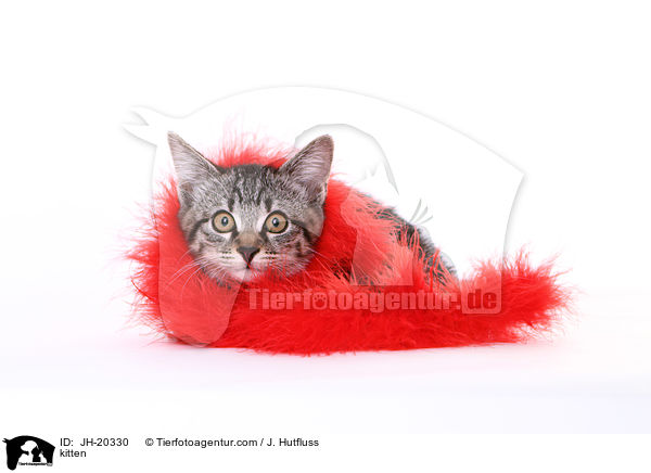 kitten / JH-20330