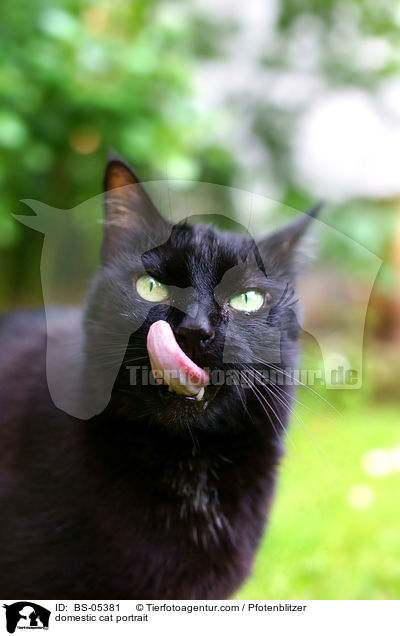 domestic cat portrait / BS-05381