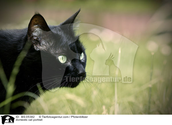 domestic cat portrait / BS-05382