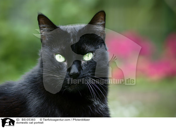 domestic cat portrait / BS-05383