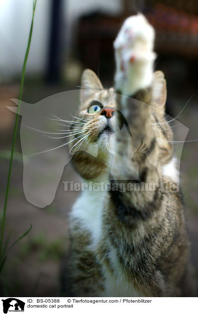 domestic cat portrait / BS-05388