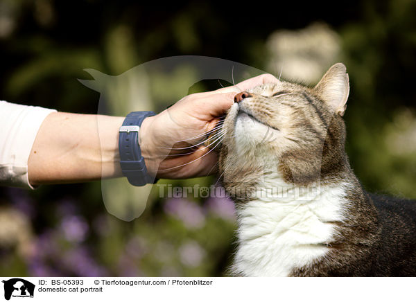 domestic cat portrait / BS-05393