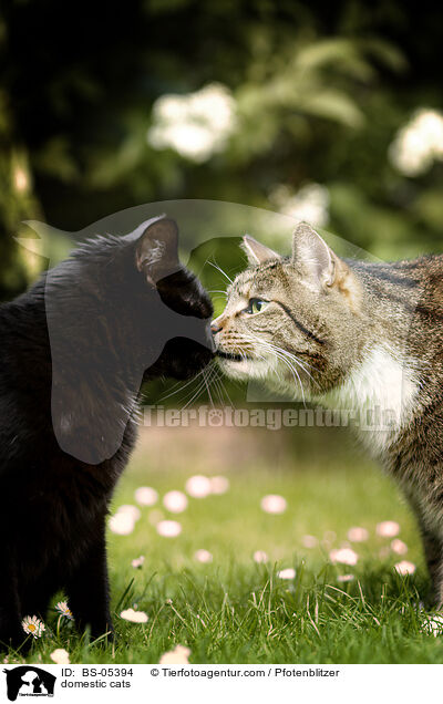 domestic cats / BS-05394