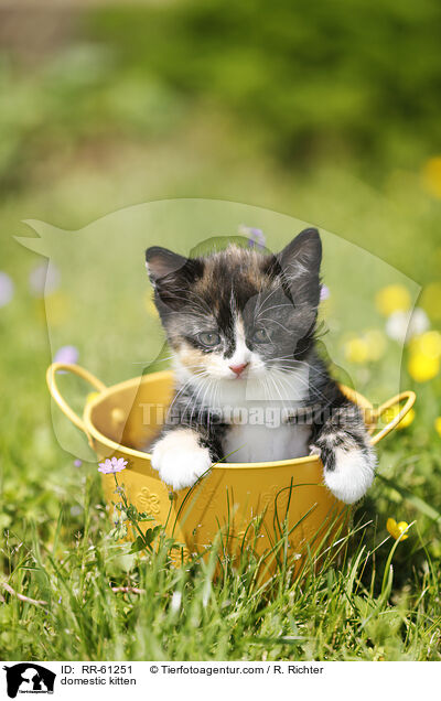 domestic kitten / RR-61251