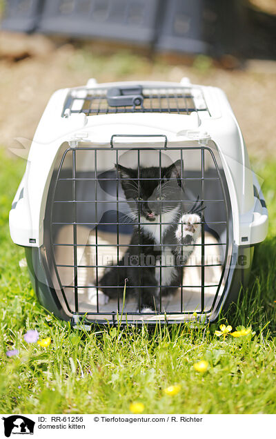 domestic kitten / RR-61256