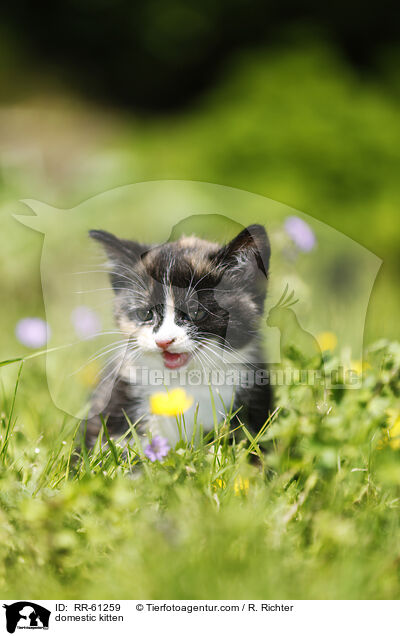 domestic kitten / RR-61259