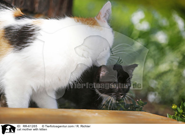 cat mother with kitten / RR-61265