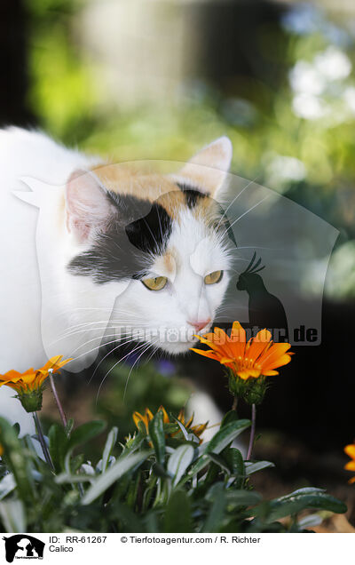 Calico / RR-61267