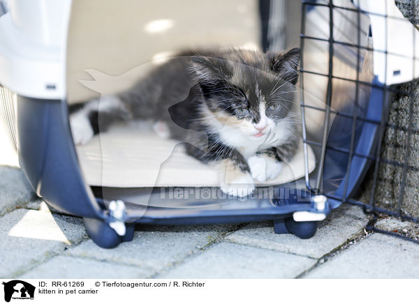 kitten in pet carrier / RR-61269