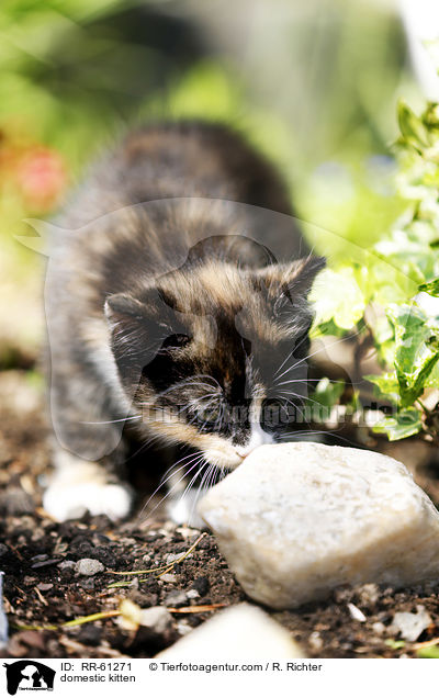 domestic kitten / RR-61271