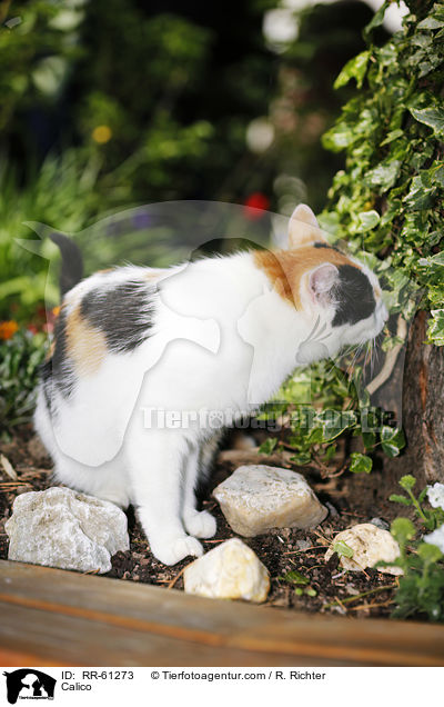 Calico / RR-61273