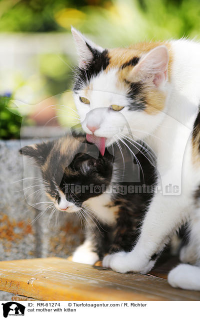cat mother with kitten / RR-61274