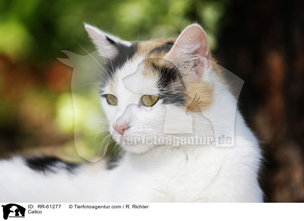 Calico / RR-61277