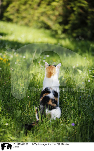 Calico / RR-61280