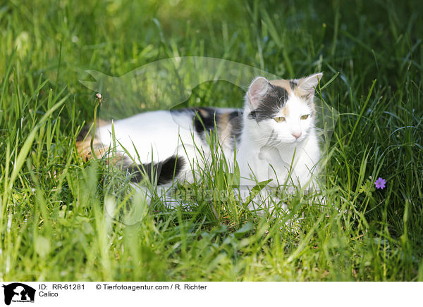 Calico / RR-61281