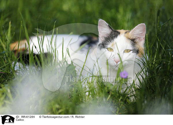 Calico / RR-61284