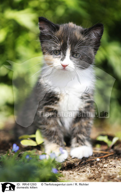 domestic kitten / RR-61293
