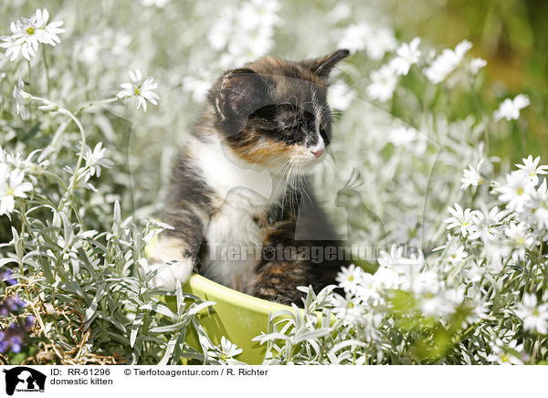 domestic kitten / RR-61296