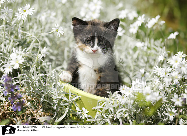 domestic kitten / RR-61297