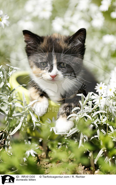 domestic kitten / RR-61300