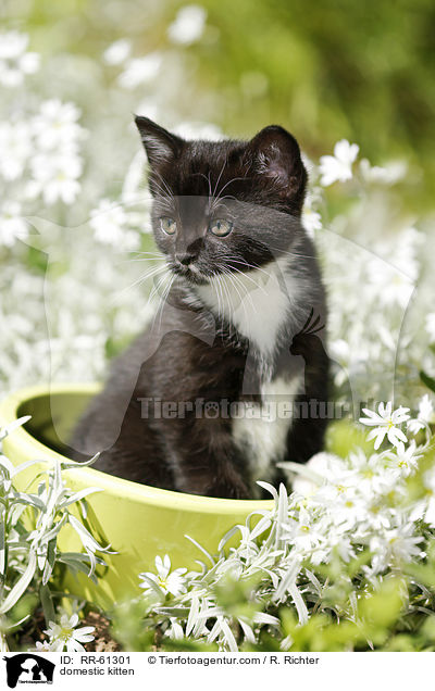 domestic kitten / RR-61301