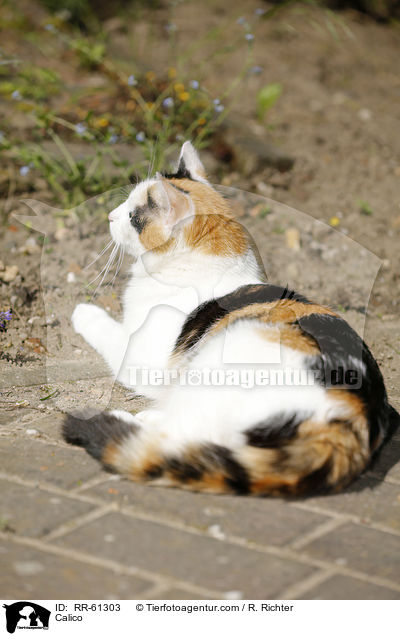 Calico / RR-61303
