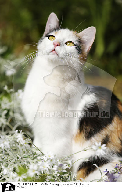 Glckskatze / Calico / RR-61317