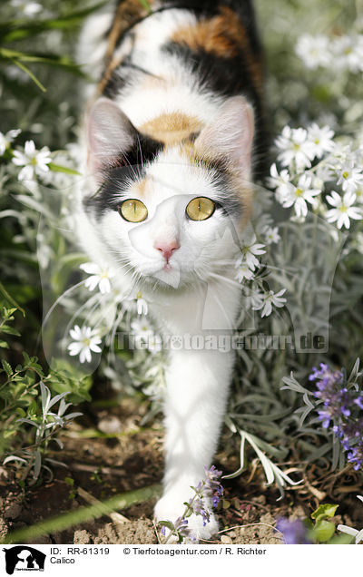 Glckskatze / Calico / RR-61319