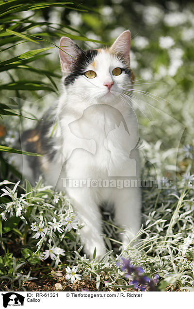 Glckskatze / Calico / RR-61321